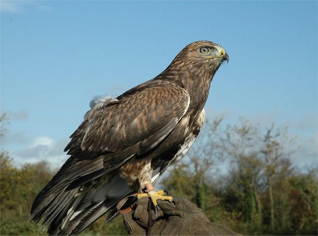 juvenile rough legged hawk