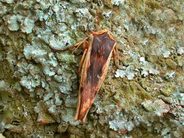 Moths of the season: March to early April - BirdGuides