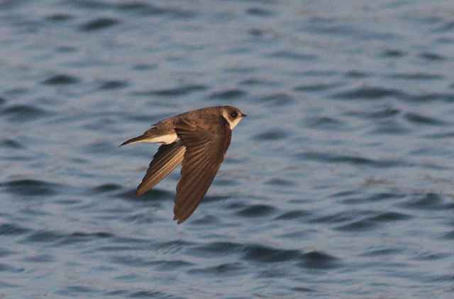 Early Spring On Lanzarote Birdguides