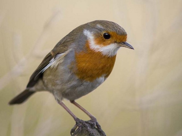 Robin BTO - British Trust for Ornithology