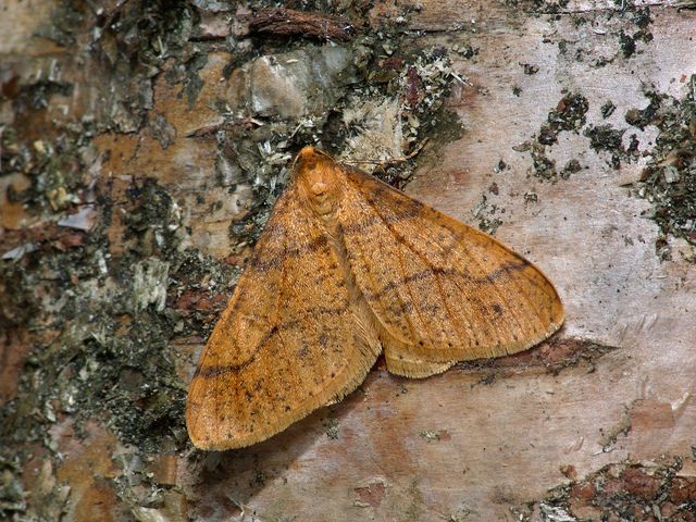 Moth News: Winter moths 2010 - 2011 - BirdGuides