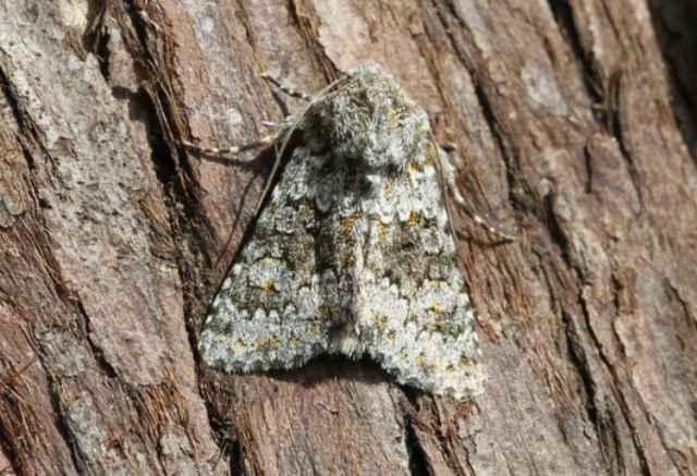 Moths in special habitats: Coastal shingle - BirdGuides