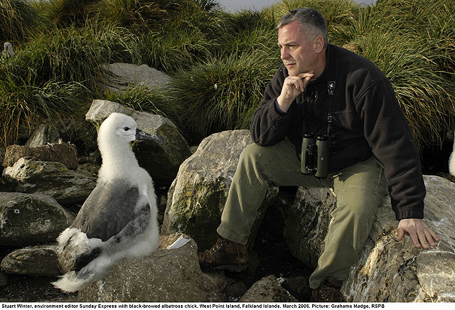Death of the albatross - BirdGuides