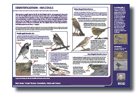 Wagtail guide