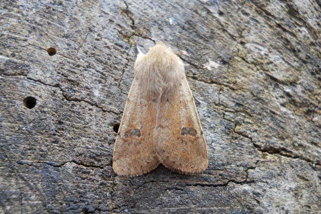 Moths of the season: Spring Quakers and Drabs, Part I - BirdGuides