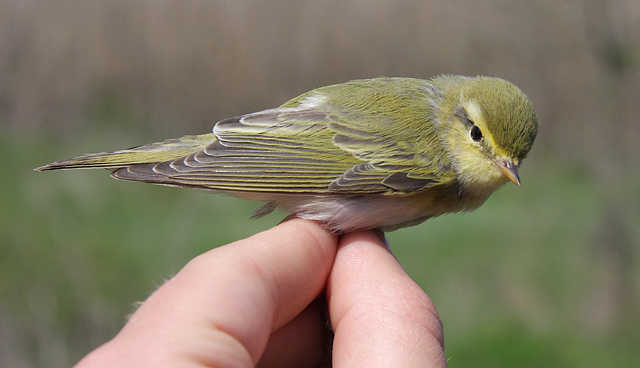 Warbler Ringing Ringing and birding in Catalonia: part II - BirdGuides