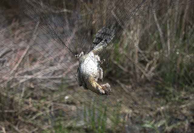 How safe is mist-netting? - BirdGuides