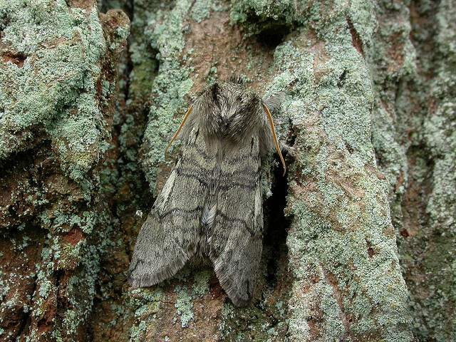 Moth News: Winter moths 2010 - 2011 - BirdGuides