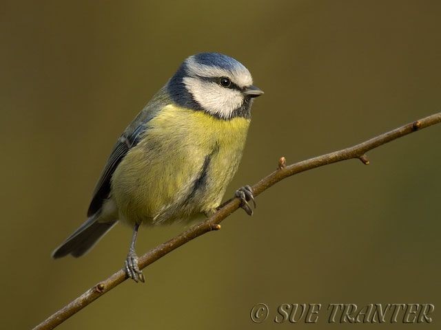 Big Garden Birdwatch 2007 BirdGuides
