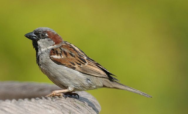 All about the Rook - GardenBird