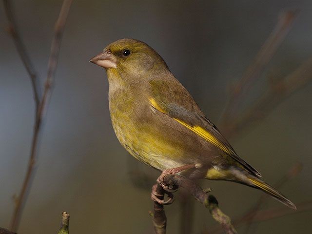 What's in your garden? BirdGuides