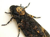 Keep an eye out for a mythical shrieking beast - BirdGuides