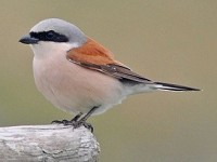 UK's only nesting 'butcher birds' successful on Dartmoor - BirdGuides