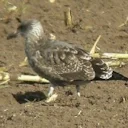 Azores Gull added to BOU's British list