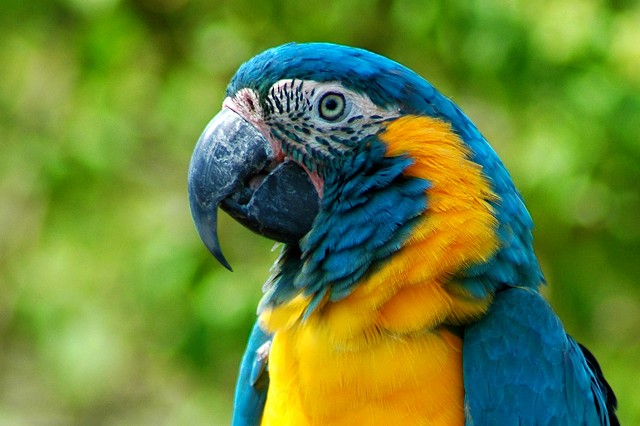 Renewed hope for Critically Endangered macaw - BirdGuides