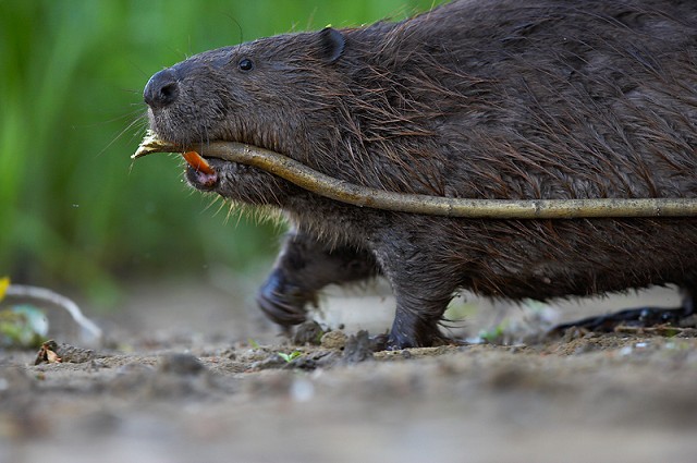 Beaver reclassified as native species to Scotland - BirdGuides