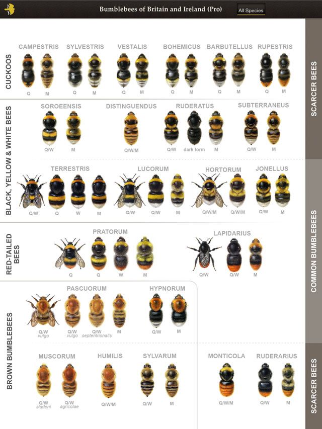 Bee Identification Chart
