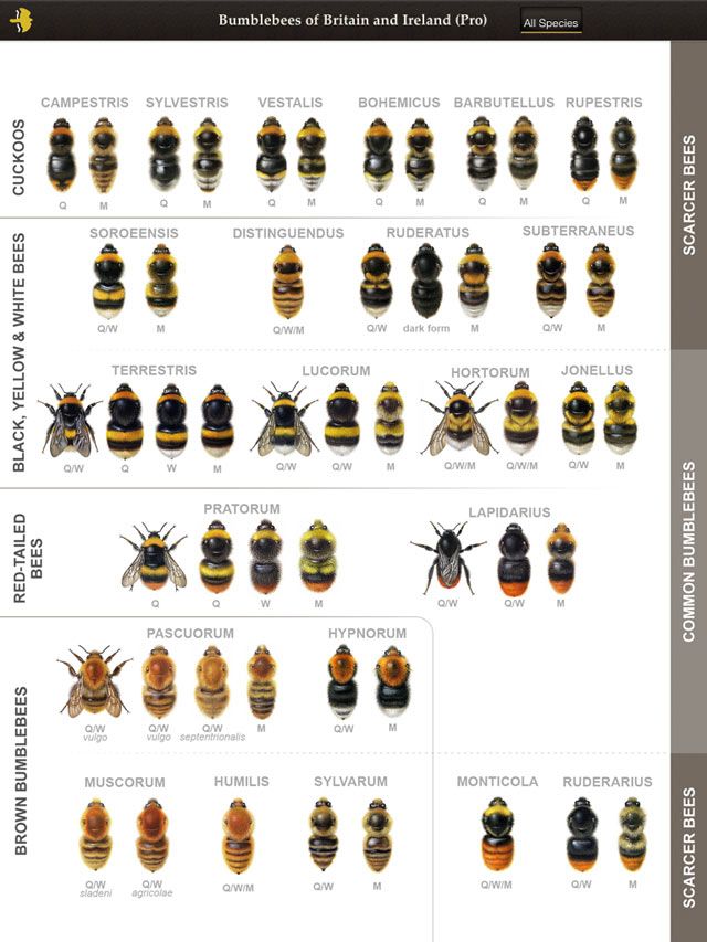 Honey Bee Identification Chart Uk