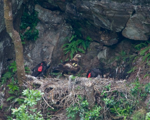 Two Golden Eagle chicks fledge in Glenveagh National Park BirdGuides