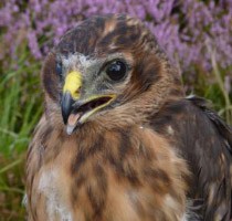 One of the juvenile Hen Harriers