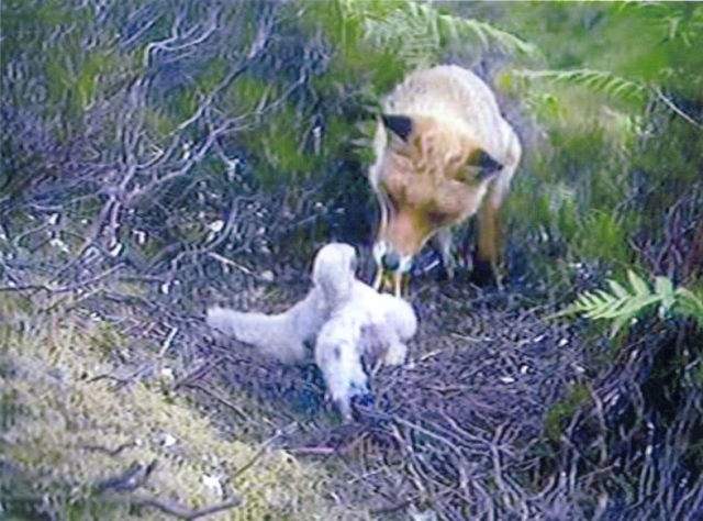 goshawk nest cam