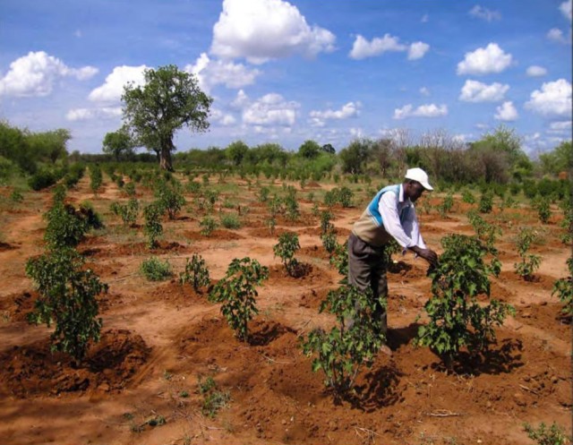 New study reveals biofuels carbon con - BirdGuides