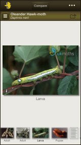 Oleander Hawk-moth: larva