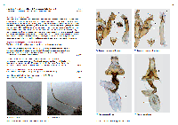 sample pages