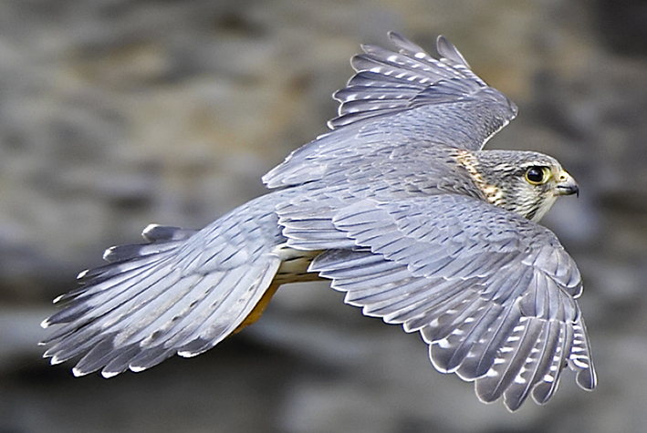 Male Merlin