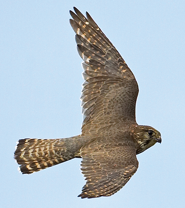 Female Merlin