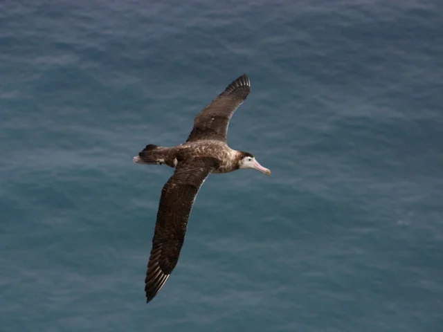 Amsterdam Albatross could just be the most neotenous - or juvenile-like - form of north-south variation in Wandering Albatross, and not a species at all. Photo: Vincent Legendre (commons.wikimedia.org). Amsterdam Albatross could just be the most neotenous - or juvenile-like - form of north-south variation in Wandering Albatross, and not a species at all. Photo: Vincent Legendre (commons.wikimedia.org).