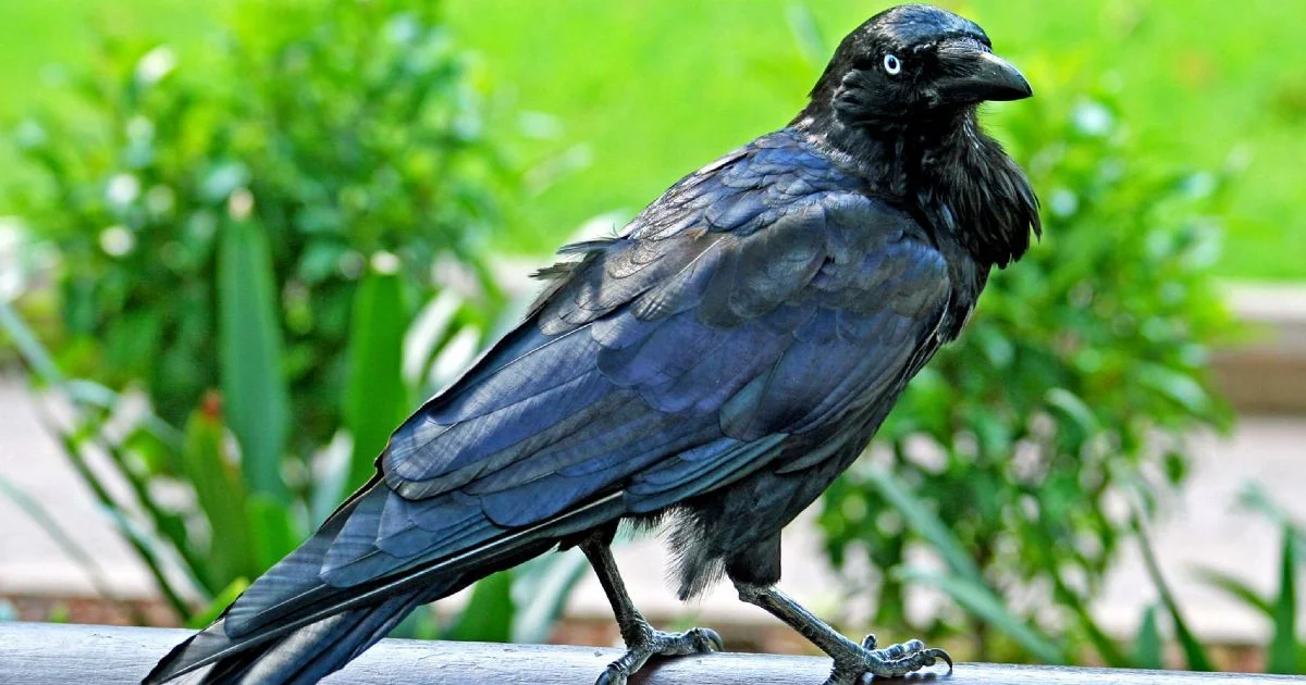 Rooks, ravens and relations - BirdGuides