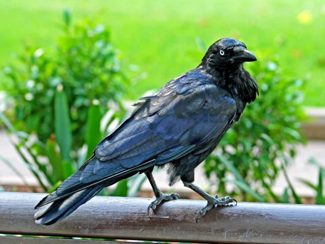 Rooks, ravens and relations - BirdGuides