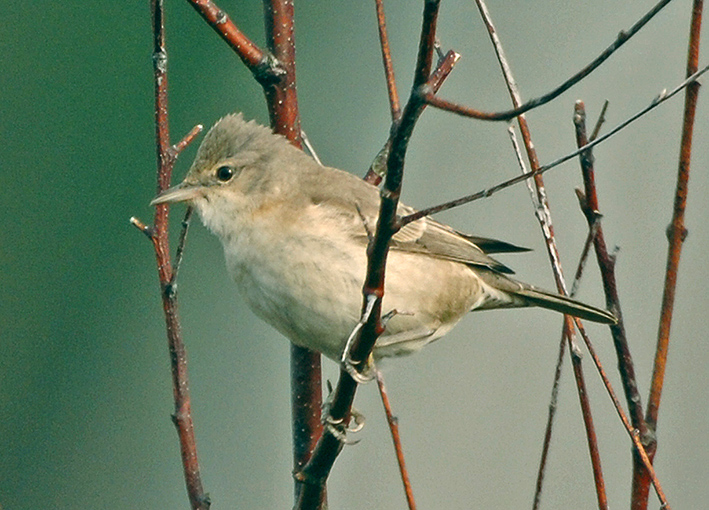 Barred Warbler St Mary's, Scilly, October 2007 by Steve Young