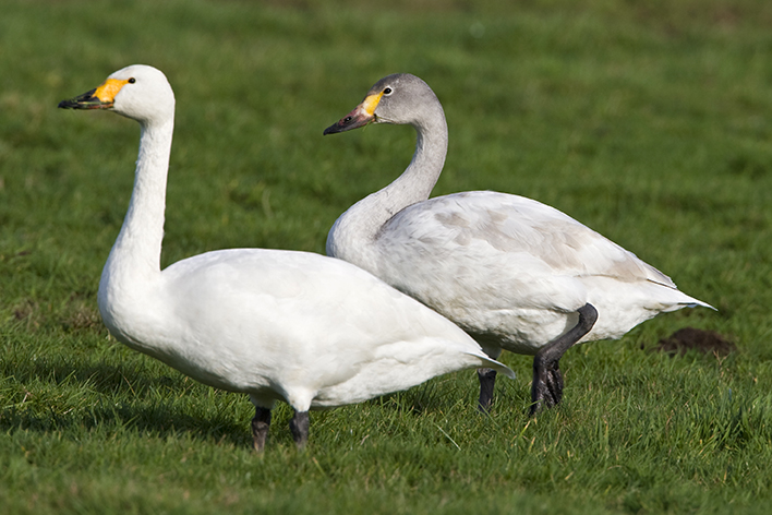 Bewick's Swan 