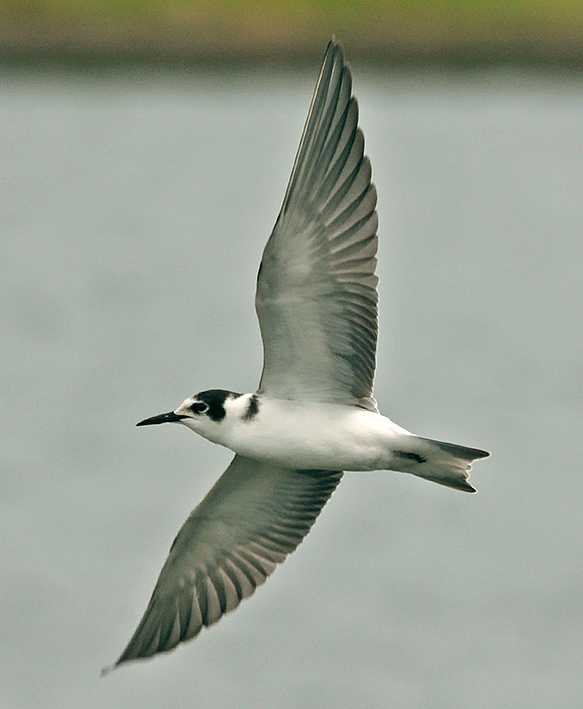 Black Tern