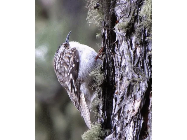 Brown Creeper, seen here in the Black Hills of South Dakota, hides much genetic diversity under its cryptic plumage. Photo: Joe Manthey. Brown Creeper, seen here in the Black Hills of South Dakota, hides much genetic diversity under its cryptic plumage. Photo: Joe Manthey.