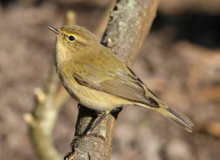 Common Chiffchaff