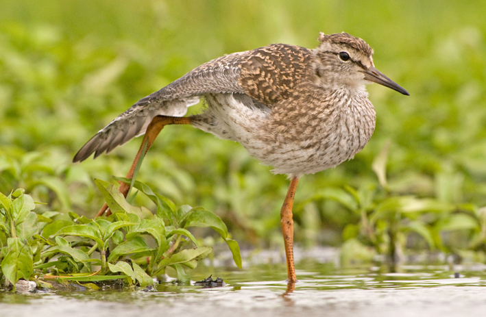Common Redshank by Hans Germeraad