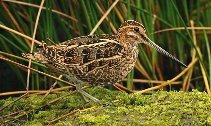 Common Snipe