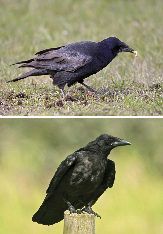 June ID tips: Juvenile Rook and Carrion Crow - BirdGuides