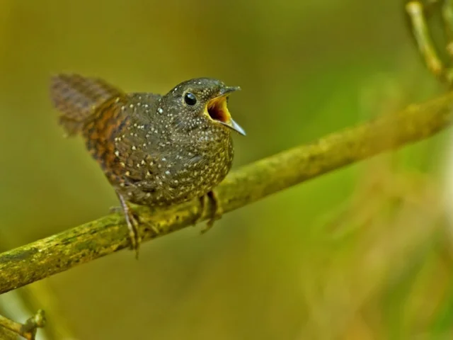 Despite its superficial similarity to other wren-babblers, Spotted Wren-babbler has been found to be a parallel-evolved species belonging to its own family, and derived from a more ancient lineage. Photo: Ramki Sreenivasan (Conservation India). Despite its superficial similarity to other wren-babblers, Spotted Wren-babbler has been found to be a parallel-evolved species belonging to its own family, and derived from a more ancient lineage. Photo: Ramki Sreenivasan (Conservation India).