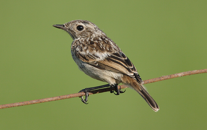 European Stonechat by Reint Jakob Schut