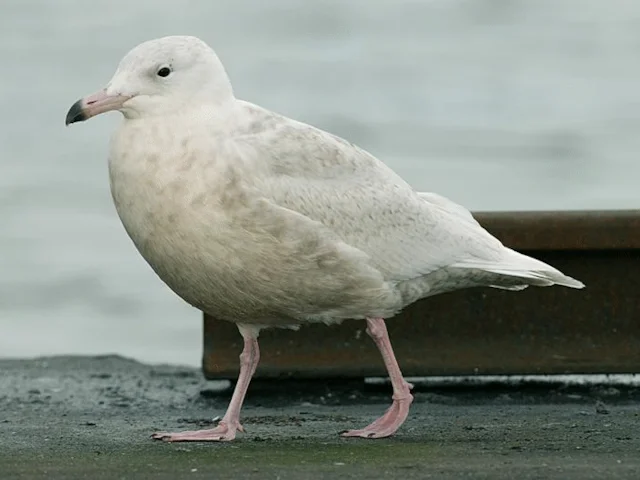 Glaucous Gull - here a first-winter photographed in Fraserburgh, Aberdeenshire - has proven to ahve two distinct genetic lineages. Photo: Steve Young (www.birdsonfim.com) Glaucous Gull - here a first-winter photographed in Fraserburgh, Aberdeenshire - has proven to ahve two distinct genetic lineages. Photo: Steve Young (www.birdsonfim.com)