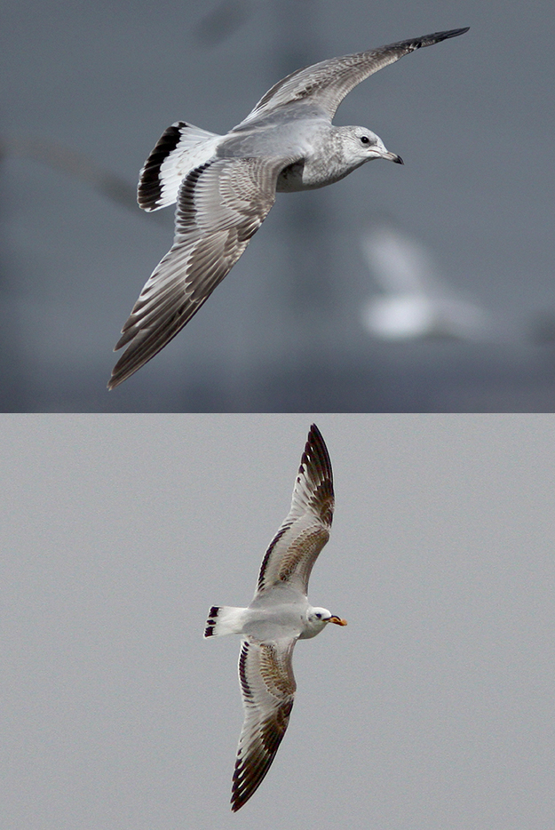 Common and Mediterranean Gulls by Dominic Mitchell