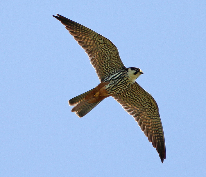 Hobby