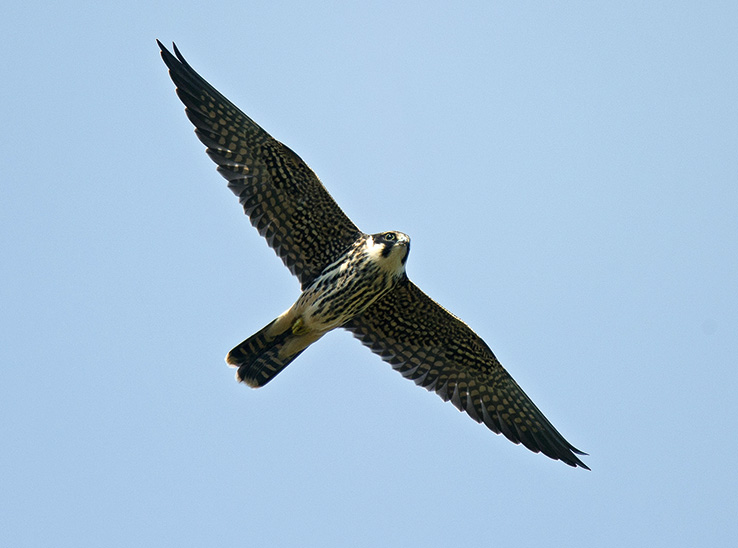Hobby by Steve Young