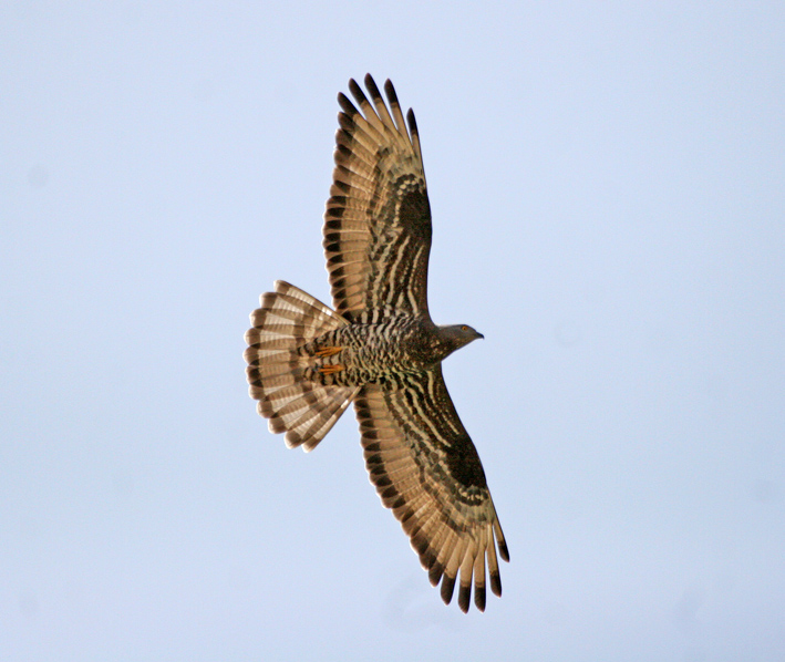 Honey Buzzard by Dominic Mitchell
