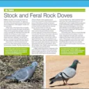ID tips: Stock and Feral Rock Doves.