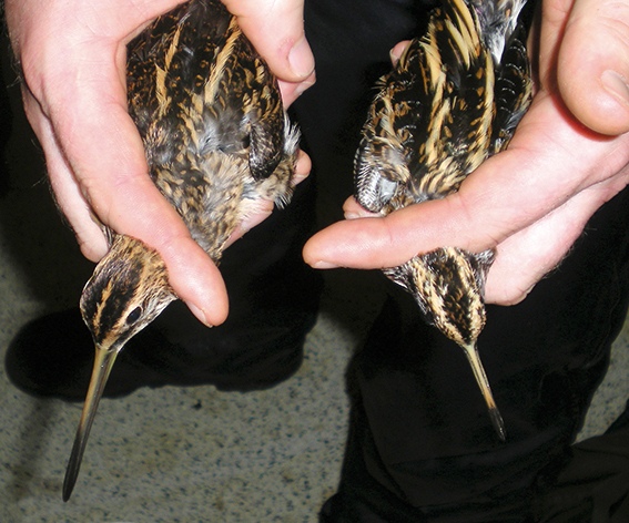 Common and Jack Snipe